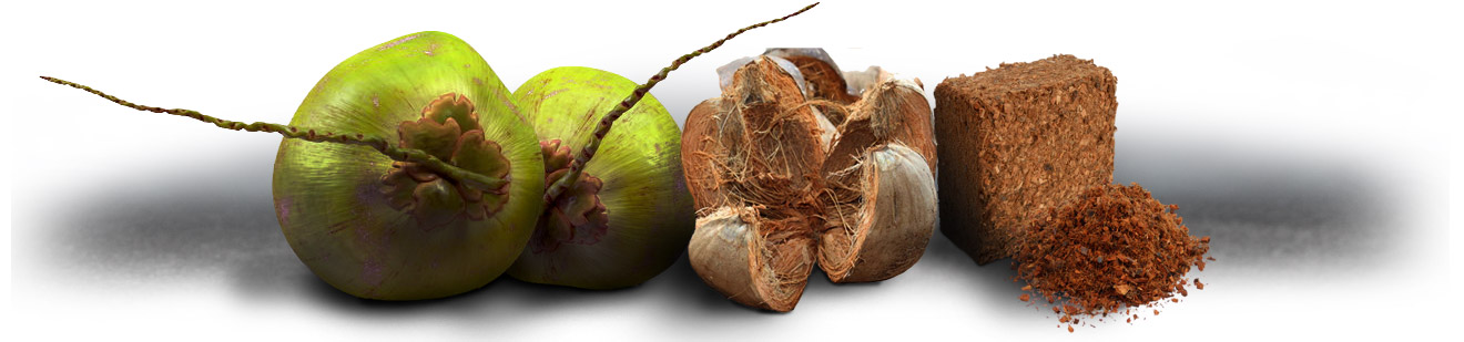 Brown Grow Coconut to Coco Coir production